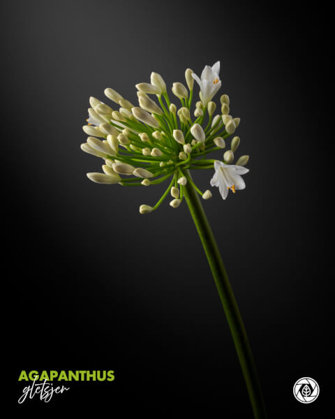 Agapanthus Gletsjer 5.4 1