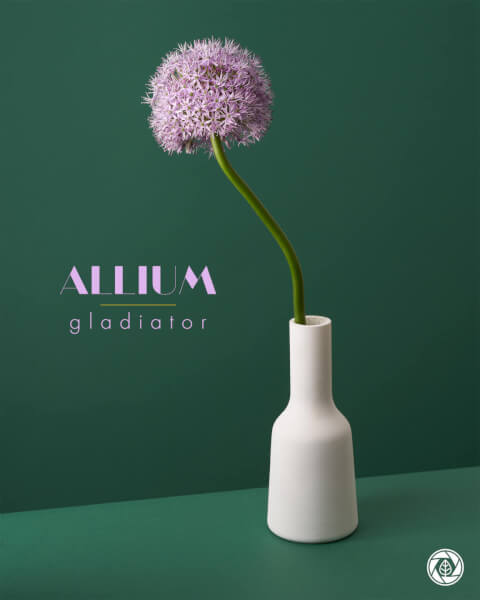 Allium Gladiator