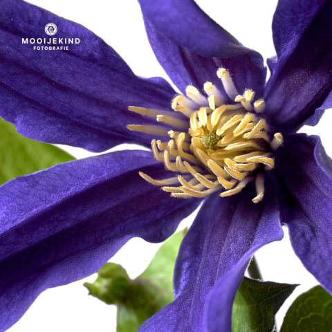 Clematis close up
