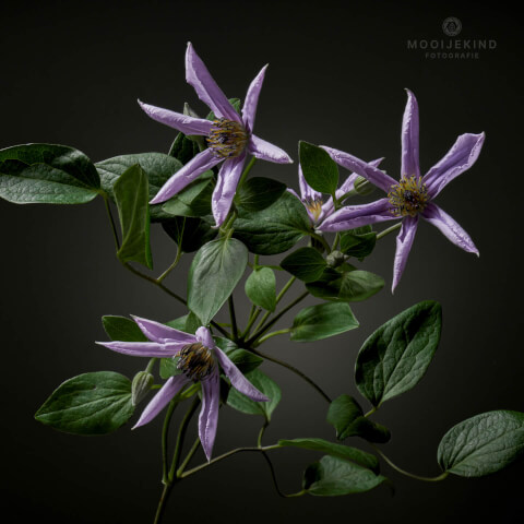 Clematis 2
