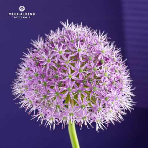 Allium paars raam