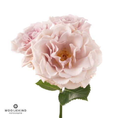 Belle Histoire spray