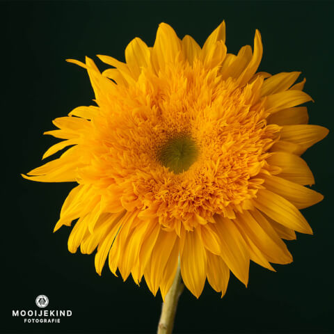 Helianthus Teddybear