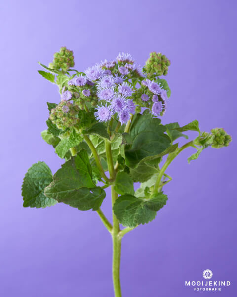 Ageratum 1