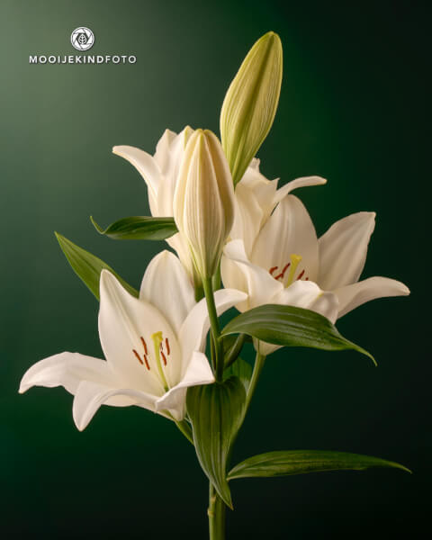 Lelie wit