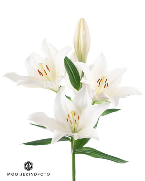 Witte Lelie
